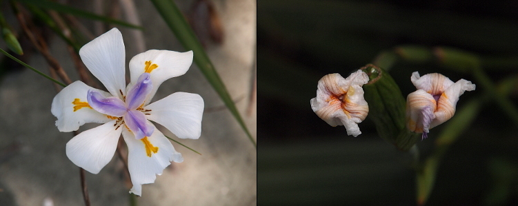 [Two photos spliced together. Photo on left has one bloom with six white petals. Every other petal has a mustard yellow coloration in the center. There is an  inner set of petals consisting of three whitish-clear ones with purple coloring in the middle of each. The photo on the right are two blooms with the outer parts of all petals tightly curled into the center of the flower. The visible underside of the petals are white with streaks of yellow.]
